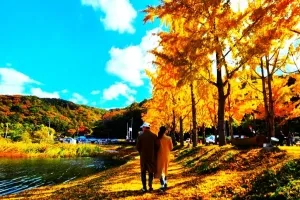 가을이 내린 호수 위 황금빛 물결, 괴산 문광저수지 은행나무