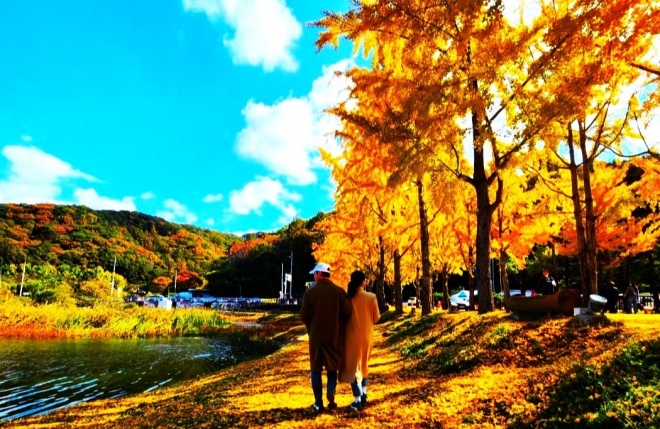 가을이 내린 호수 위 황금빛 물결, 괴산 문광저수지 은행나무길