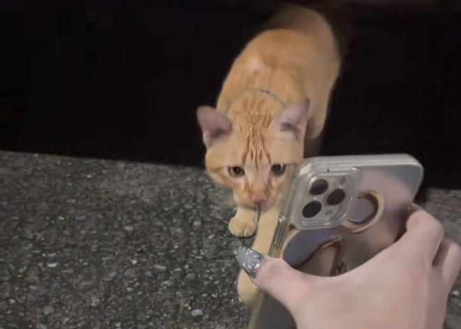 (영상) “이 친구 보면 꼭 전해줘”…집 나간 고양이가 다시 돌아온 이유