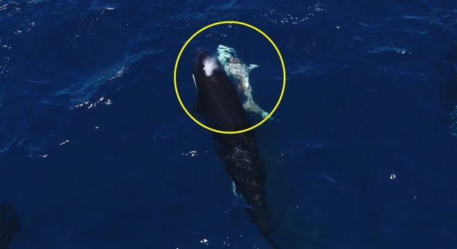 간만 쏙 빼먹었다…범고래, 최강 포식자 백상아리 사냥법