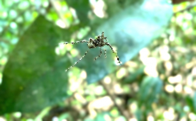 ‘진짜인 줄 알았지?’ 가짜 거미 만들어 천적 속이는 거미 [와우! 과학]