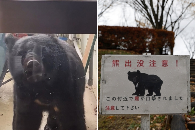 “도시로 쏟아진 곰들”…日 196명 피해·사망 급증, 왜 이렇게?