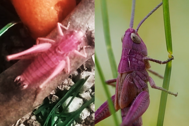 (영상) 뉴질랜드에서 발견된 ‘돌연변이’…분홍색 메뚜기 정체