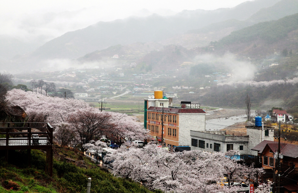 봄비에 젖은 화개장터 인근의 벚꽃들. 섬진강 벚꽃이 가장 아름다운 때는 봄비에 젖어 있을 때다. (사진=하동군청)