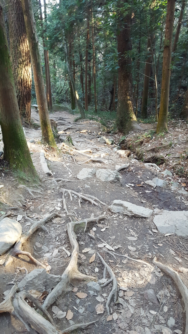 사진2. 다산초당에 이르는 뿌리의 길. 정신만 탄탄하게 남았을 다산의 삶처럼 단단한 뿌리들이 얽히어 있다.