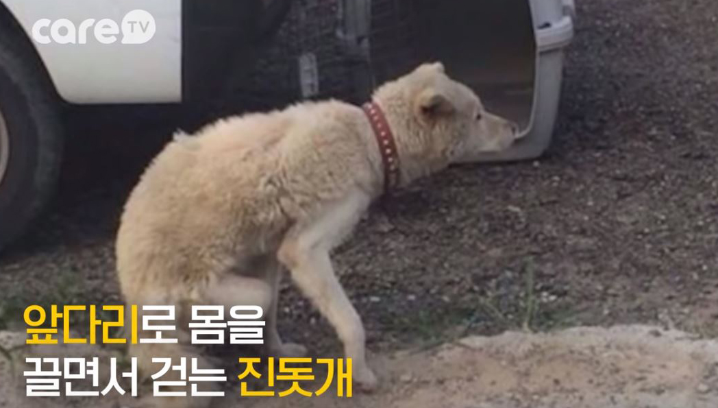 구조당시 백곰이의 모습