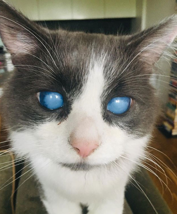 얼핏 보면 오묘한 푸른색 눈의 고양이가 공을 보고 쫓아가는 것 같겠지만 사실, 이 고양이는 앞을 보지 못한다