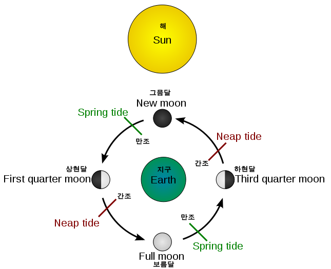 달의 위치에 따른 밀물-썰물의 관계.(출처;wiki)