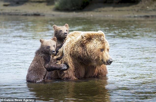 엄마 등에 매달려 호수 건너는 아기 곰들