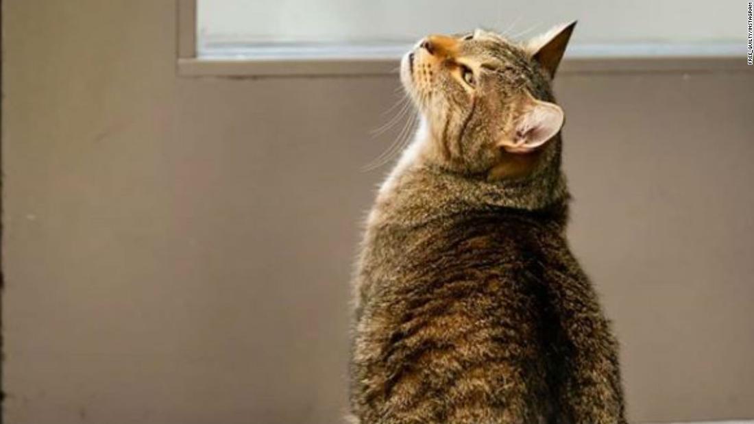 독방에 갇힌 고양이 킬티의 모습.(사진=Free-Quilty/인스타그램)