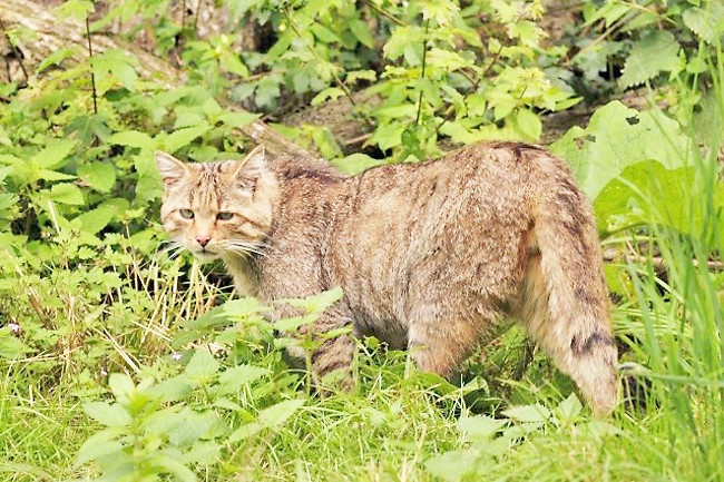 유럽 야생고양이(사진=MICHAEL GÄBLER/WIKIPEDIA COMMONS)