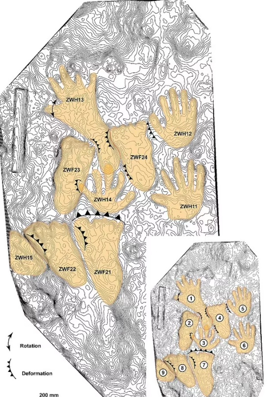 2018년 티베트 고원에서 발견된 바위에서 22만 6000년 전 해당 지역에 살았던 어린이 데니소바인이 남긴 것으로 추정되는 손자국과 발자국이 확인됐다.