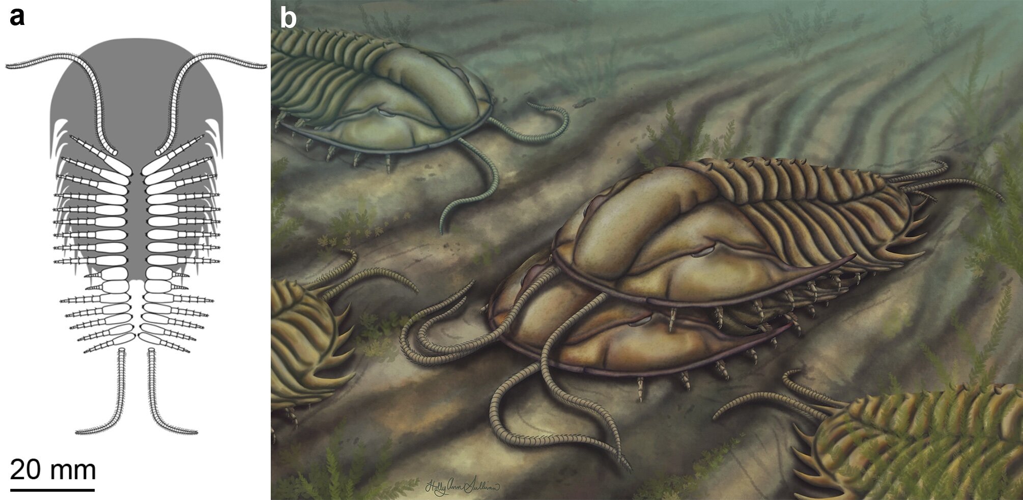 클라스퍼로 암컷을 잡고 짝짓기하는 수컷 삼엽충. Artistic reconstruction of mating position by Holly Sullivan