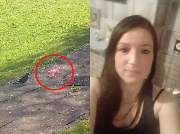 최근 영국에서 발견된 분홍 비둘기(왼쪽)와 이 비둘기를 촬영한 켈리 러니(37)의 모습.