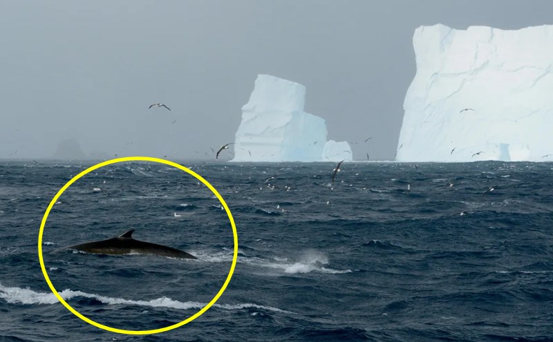 남극서 발견된 남방 참고래(Southern fin whales)