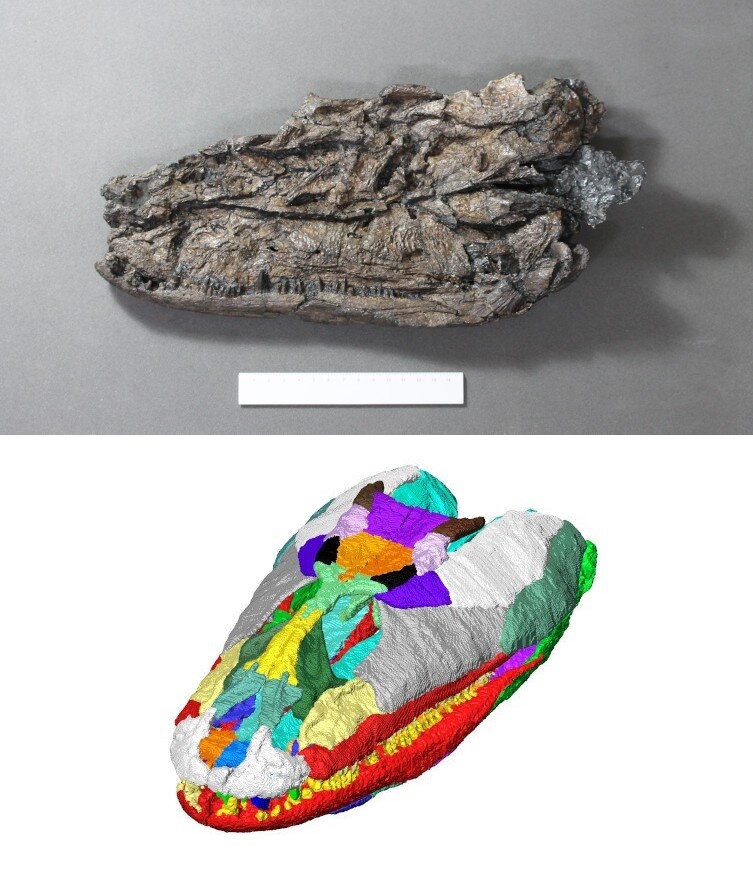 크라시지리누스의 두개골 화석과 3D 복원 결과. 사진=The Trustees of the Natural History Museum, London/ Porro et al)