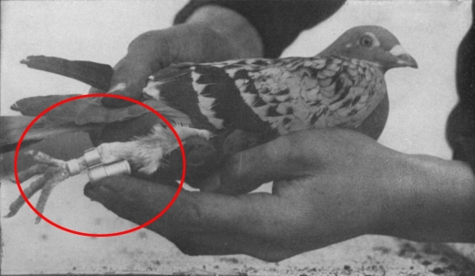 과거 독일군은 비둘기를 전쟁에서 정찰용으로 이용했다