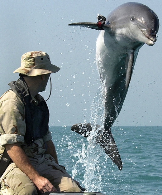 정찰용 카메라를 지느러미에 단 ‘전투 돌고래’의 모습
