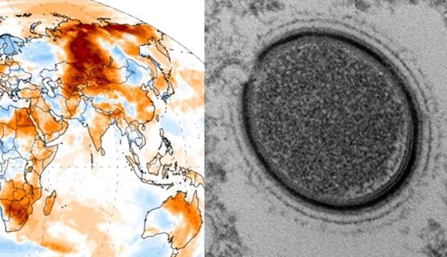 사상 최악의 폭염이 동토의 땅 시베리아를 덮치면서 영구동토층이 녹아 치명적인 병원균이 방출될 가능성이 커지고 있다.