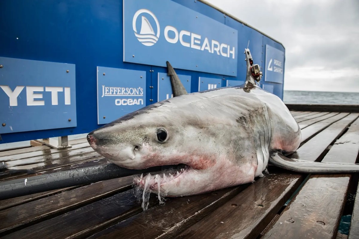 지난해 12월 포획된 사이먼의 모습. Chris Ross/OCEARCH