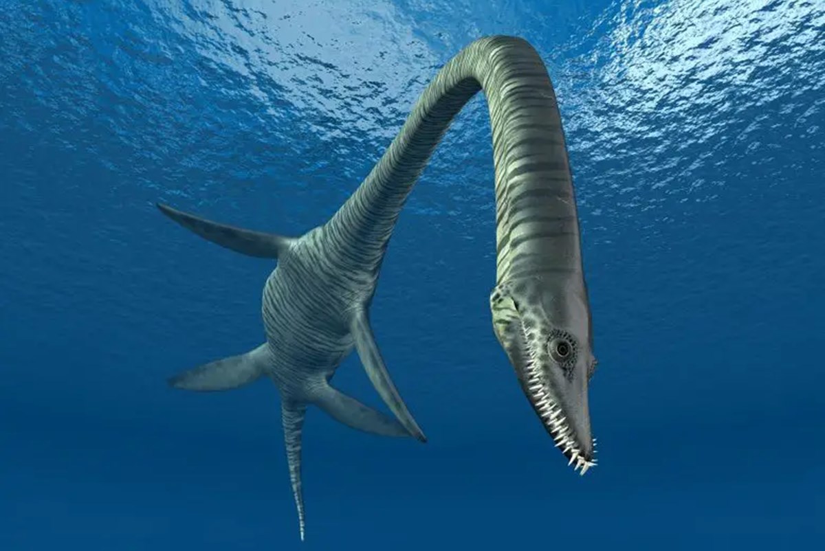 수장룡은 목이 긴 바다 공룡으로 알려져 있으나 사실 공룡보다 더 먼저 바다에 뛰어든 파충류로 공룡과는 전혀 다른 생물군이다