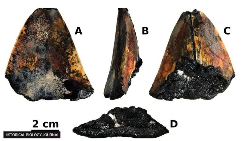 미국 와이오밍대학 연구진이 북태평양 해저에서 발견한 350만년 전 메갈로돈의 이빨