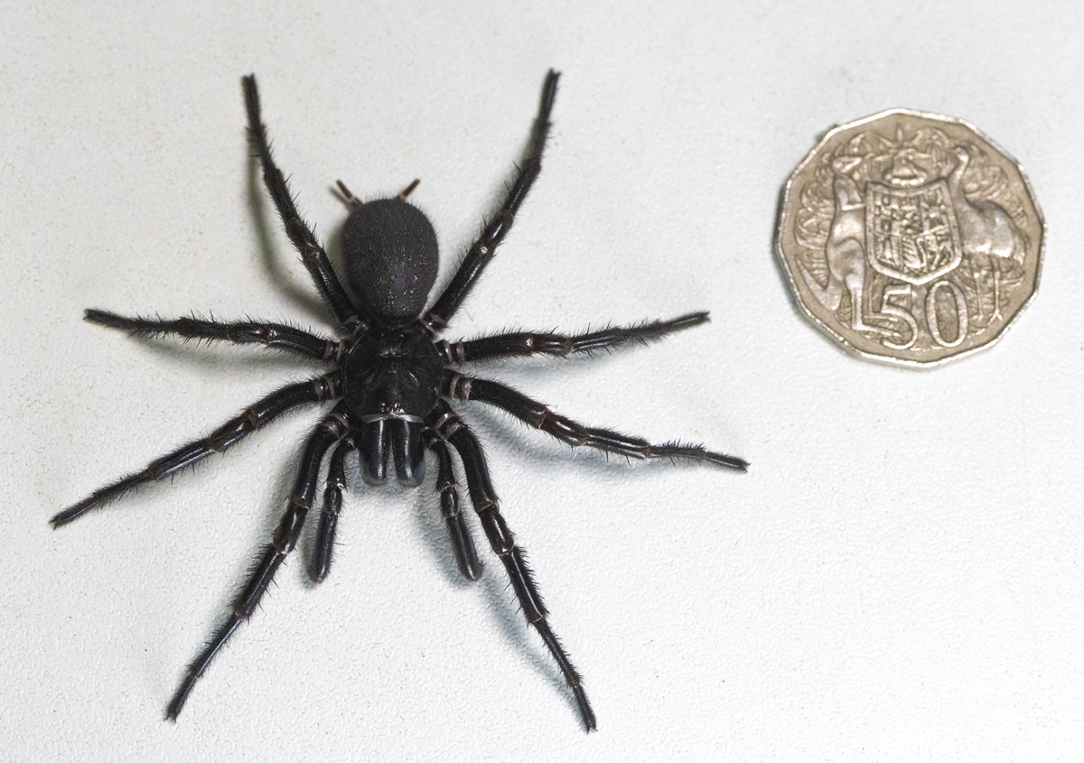 가장 덩치가 큰 시드니깔때기그물거미(Sydney funnel-web spider) 한 마리가 호주 파충류공원에 기증됐다.