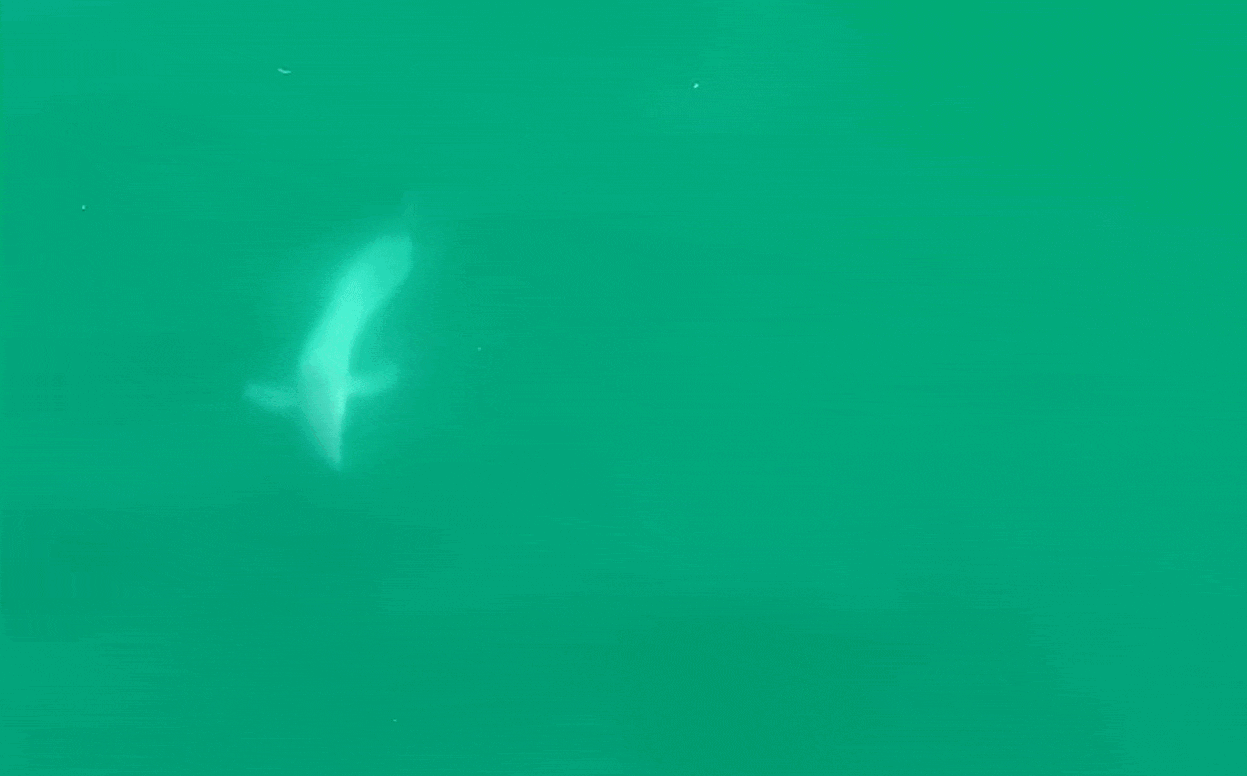 연구팀이 촬영한 새끼 백상아리의 드론 영상 일부