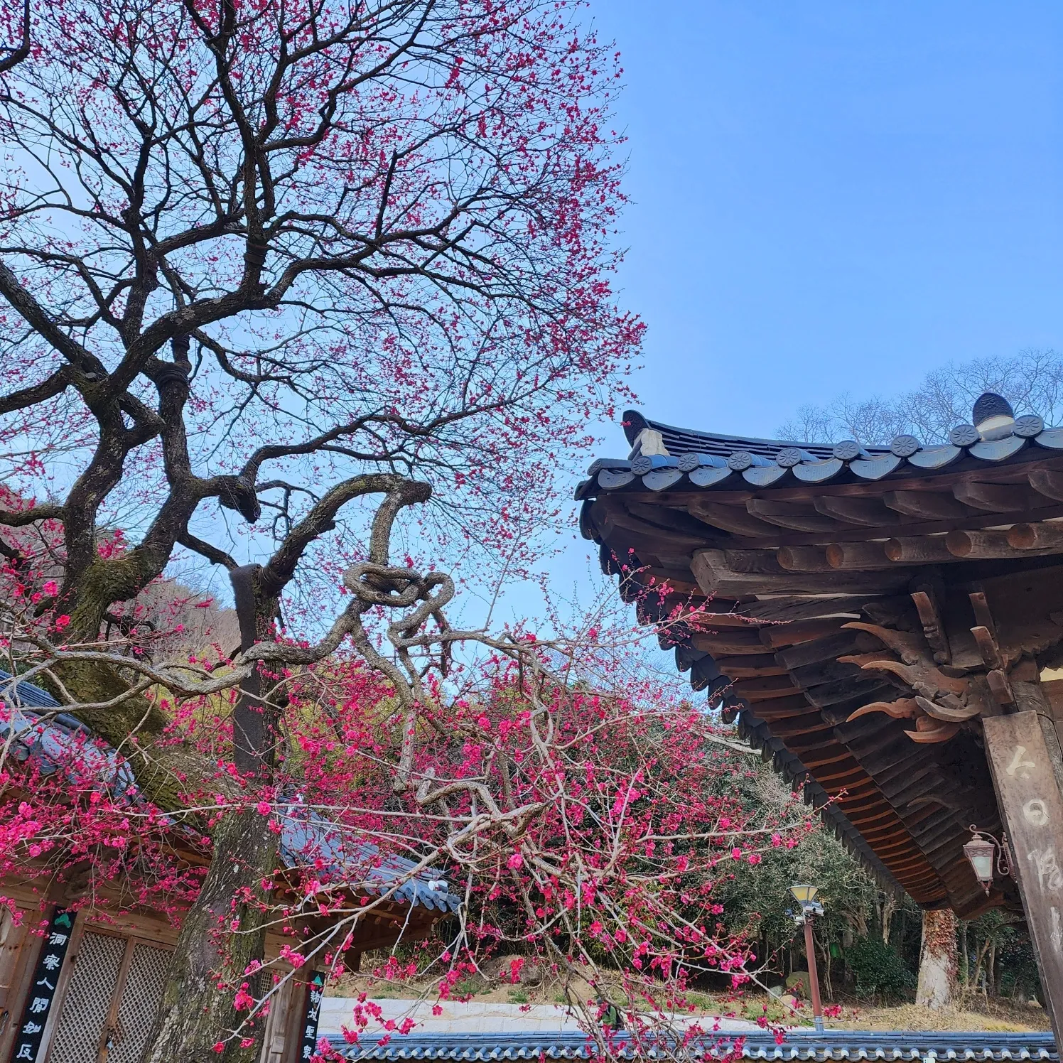 추운 겨울을 이겨내고 꽃망울들이 활짝 피는 봄이 시작됐다. 사진은 홍매화가 활짝 핀 전남 구례군 화엄사 모습. thumbnail - 추운 겨울을 이겨내고 꽃망울들이 활짝 피는 봄이 시작됐다. 사진은 홍매화가 활짝 핀 전남 구례군 화엄사 모습.