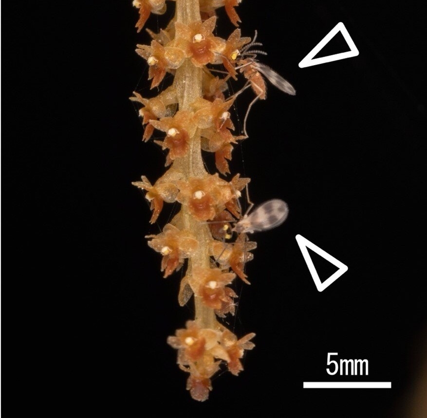 차걸이난에 꽃가루받이를 해주는 혹파리 (삼각 화살표). 사진=Sunakawa et al 2024