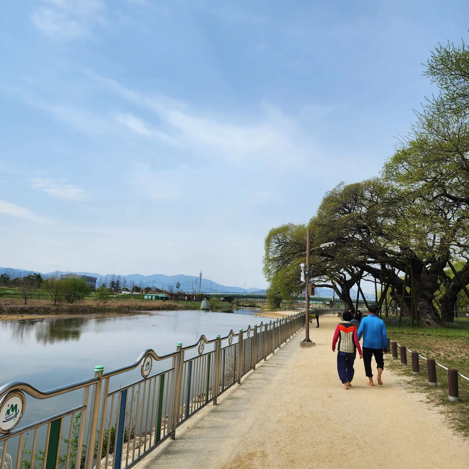 thumbnail - ‘별고을’은 경북 성주군에는 이천(伊川) 강변 옆으로 거대한 왕버들나무가 즐비해  산책을 즐기기 좋다.