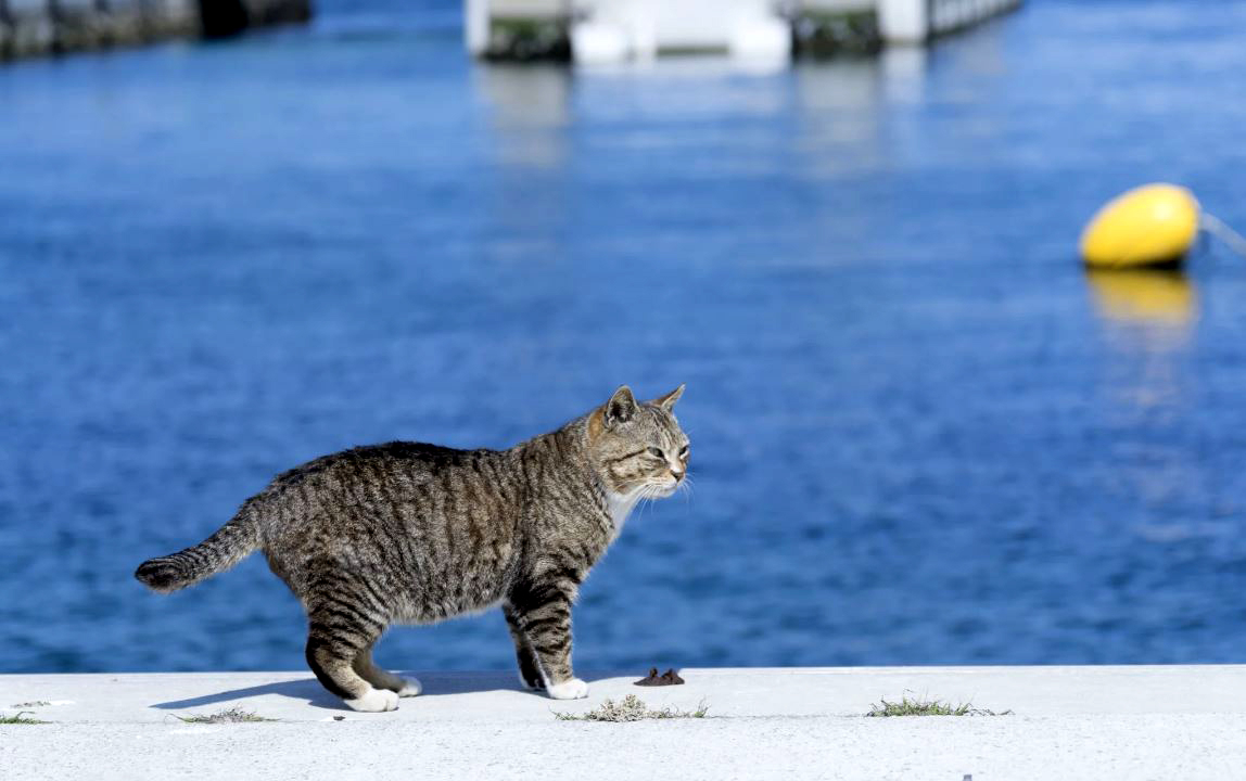 일본 미야기현 센다이의 작은 섬 타시로지마는 고양이 신을 모시는 유명한 고양이 섬이다. 사진 : 일본정부관광국.