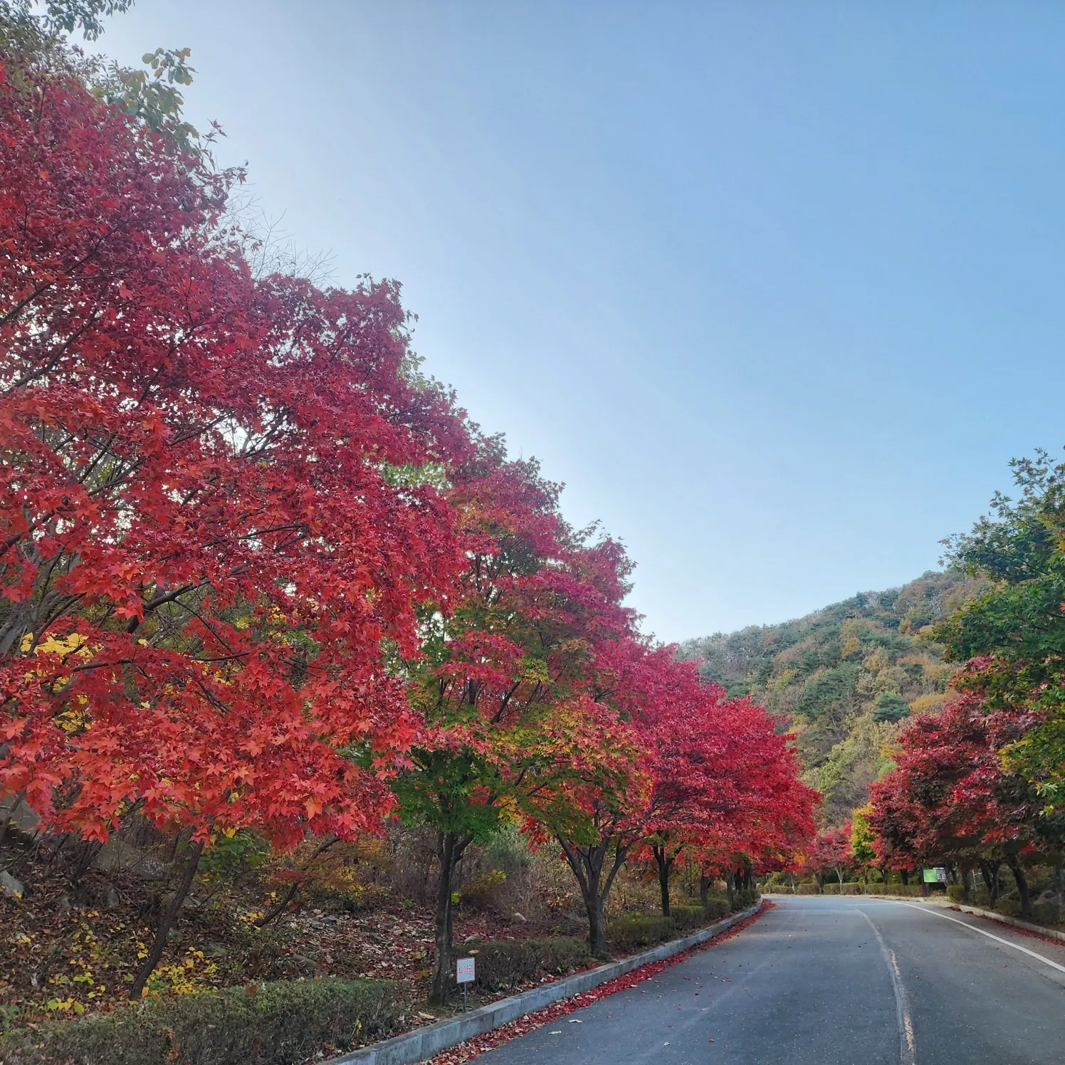 대둔산은 사시사철 아름다운 옷으로 갈아입니다. 사진은 단풍으로 곱게 물든 대둔산 풍경. thumbnail - 대둔산은 사시사철 아름다운 옷으로 갈아입니다. 사진은 단풍으로 곱게 물든 대둔산 풍경.
