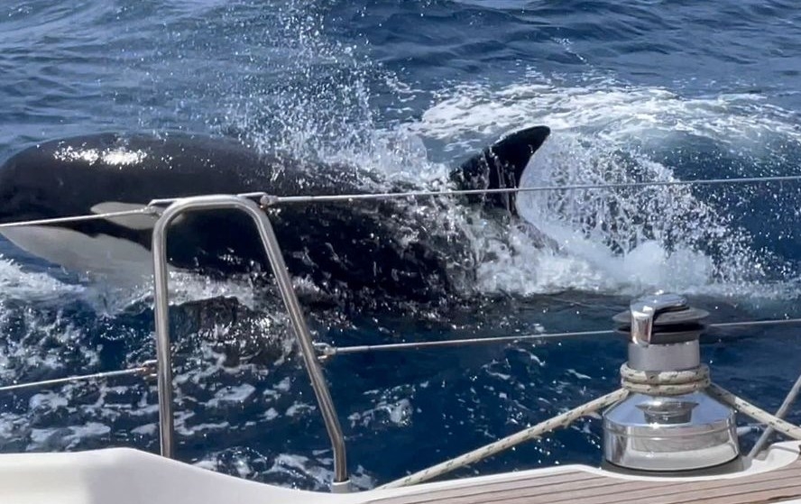 지난해 5월 스페인 지브롤터 해협에서 큰 범고래 한 마리와 작은 범고래 두 마리가 요트를 합동 공격해 침몰시켰다