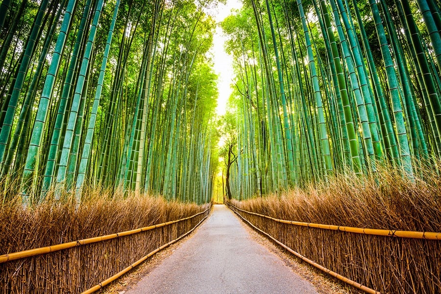 지쿠린을 채운 모소대나무는 싹이 튼 후 4년 동안 약 3㎝ 정도 자라다 5년째부터 하루에 약 30㎝ 이상 자라 6주 정도가 되면 약 15m 이상 높이로 자란다고 한다. 사진 :  오사카 인포.