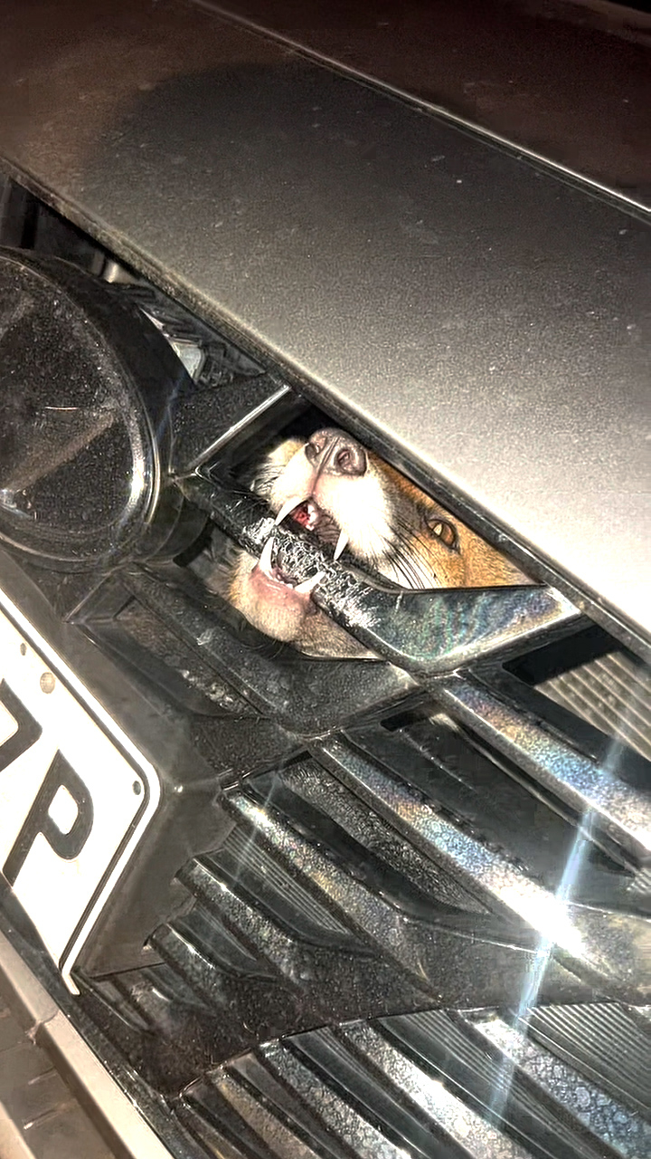 차 그릴 안으로 들어간 야생 여우가 이빨을 드러내고 있다. 출처: 틱톡 캡처