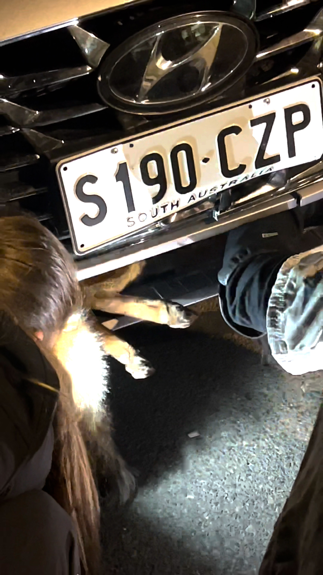 수의사와 구조대가 차 안에 갇힌 여우를 구조하고 있다. 출처: 틱톡 캡처