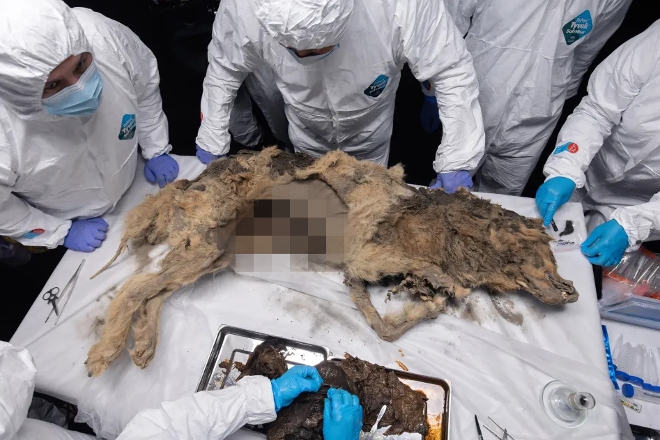 부검대에 오른 4만 4000년 전 고대 늑대. 2021년 시베리아의 영구 동토층에서 발견된 뒤 최근 부검이 실시됐다.