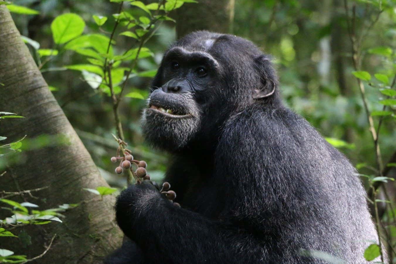 사포나무 열매를 먹고 있는 우간다 부동고 숲의 침팬지 / 사진=멜로디 프레이만