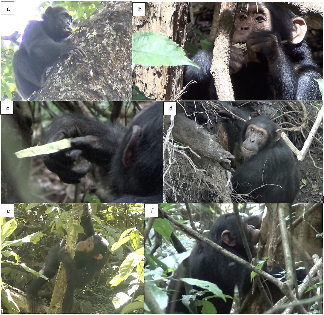 연구팀은 116일간 침팬지 51마리의 건강 상태를 살피면서 어떤 식물들을 먹는지 주의 깊게 기록했다. / 사진=플로스원