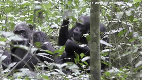 야생 침팬지가 동료와 식물을 나눠먹는 모습.
