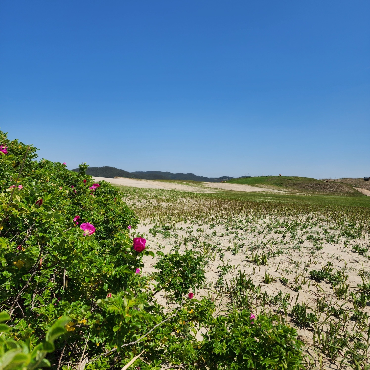 신두리 해안사구에는 전국 최대의 해당화 군락지로 유명한데 5~7월까지 꽃을 피고 8월에는 빨간 열매가 열린다.