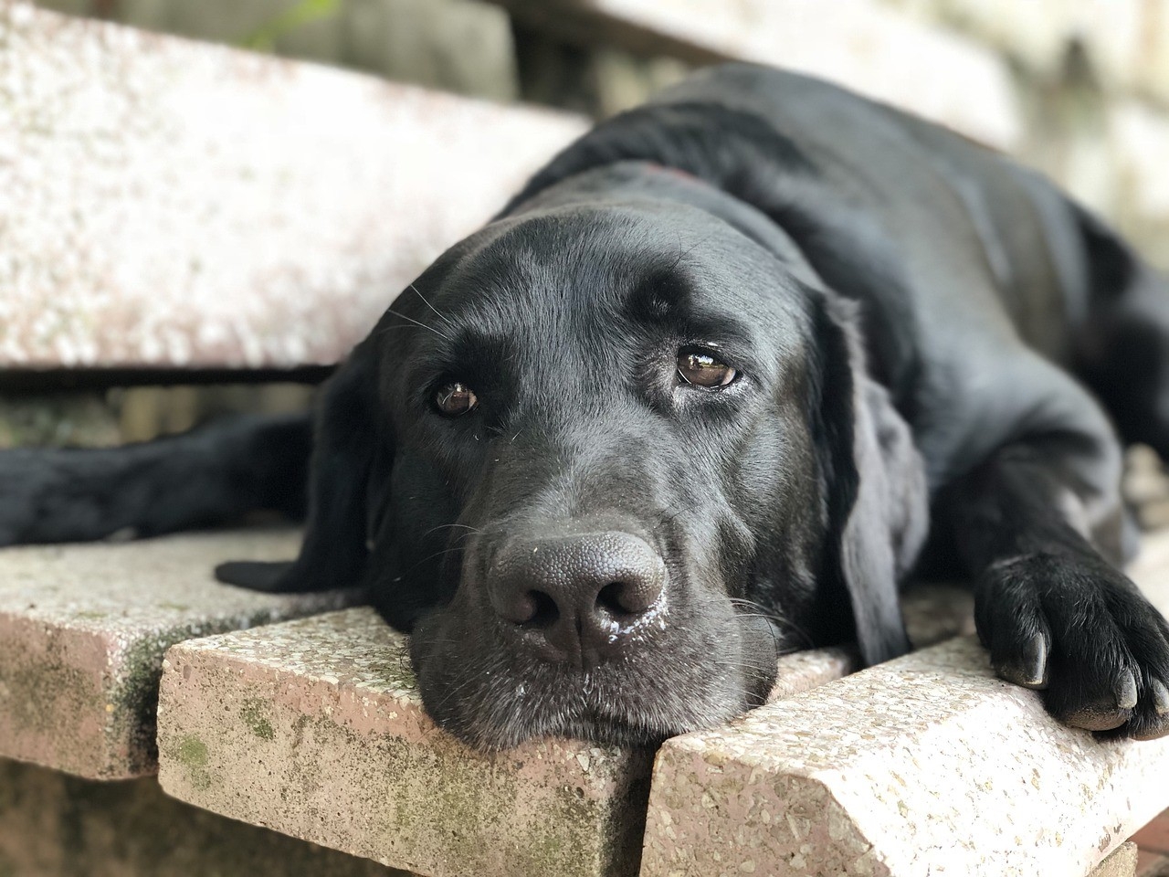 영미권에는 우리나라와 같은 복날 풍습은 없지만 한여름 더운 날을 의미하는 ‘도그 데이즈’(Dog Day)라는 표현이 있다. 한여름 개가 더위를 피하기 위해 혓바닥을 늘어뜨리고 헐떡이는 모습을 보고 만든 표현이라고 한다.