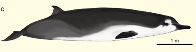 ‘부채이빨부리 고래’(Spade-toothed whale)