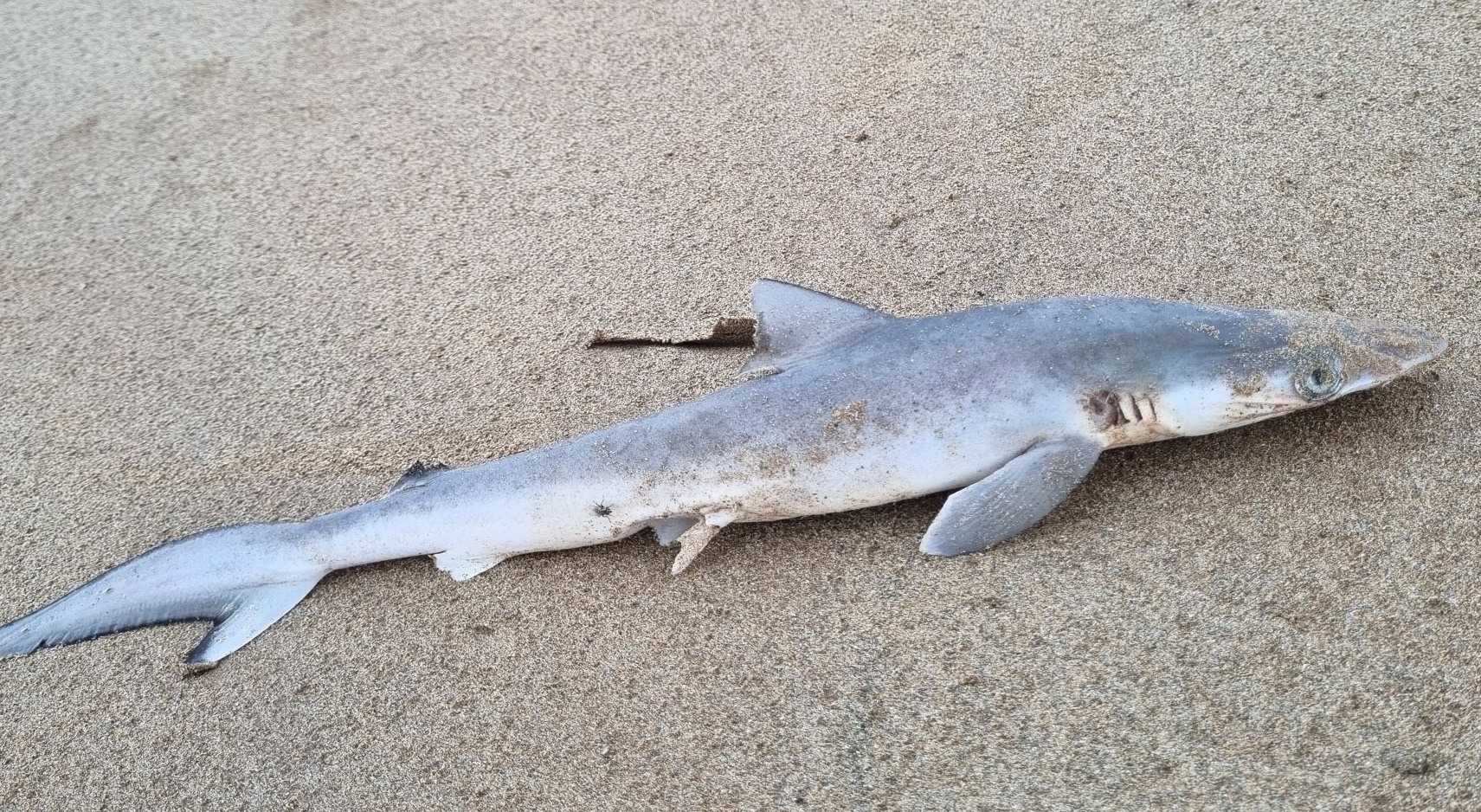 샤프노즈 상어(Brazilian sharpnose shark)의 모습