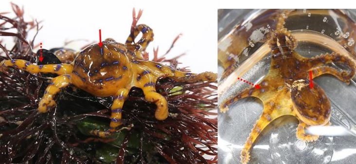 한국 연안에서 발견된 ‘파란고리문어’. 사진=Tetrodotoxin and the Geographic Distribution of the Blue-Lined. Octopus Hapalochlaena fasciata on the Korean Coast. Toxins 2023, 15, 279.