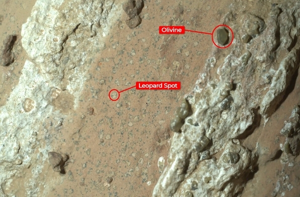 미 항공우주국(NASA)의 화성탐사선인 퍼서비어런스 로버(이동형 탐사 로봇)가 화성 표면에서 발견한 암석의 모습을 담은 사진. 왼쪽 ‘레오파드 스팟’이 미생물 화석으로 추정됐다.