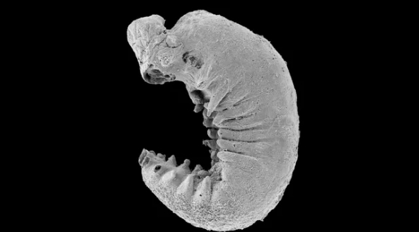 영국 연구진이 중국 남부 윈난성의 암석층에서 발견한 5억 2000만 년 전 유충(youti yuanshi) 화석의 3D 스캐닝 이미지