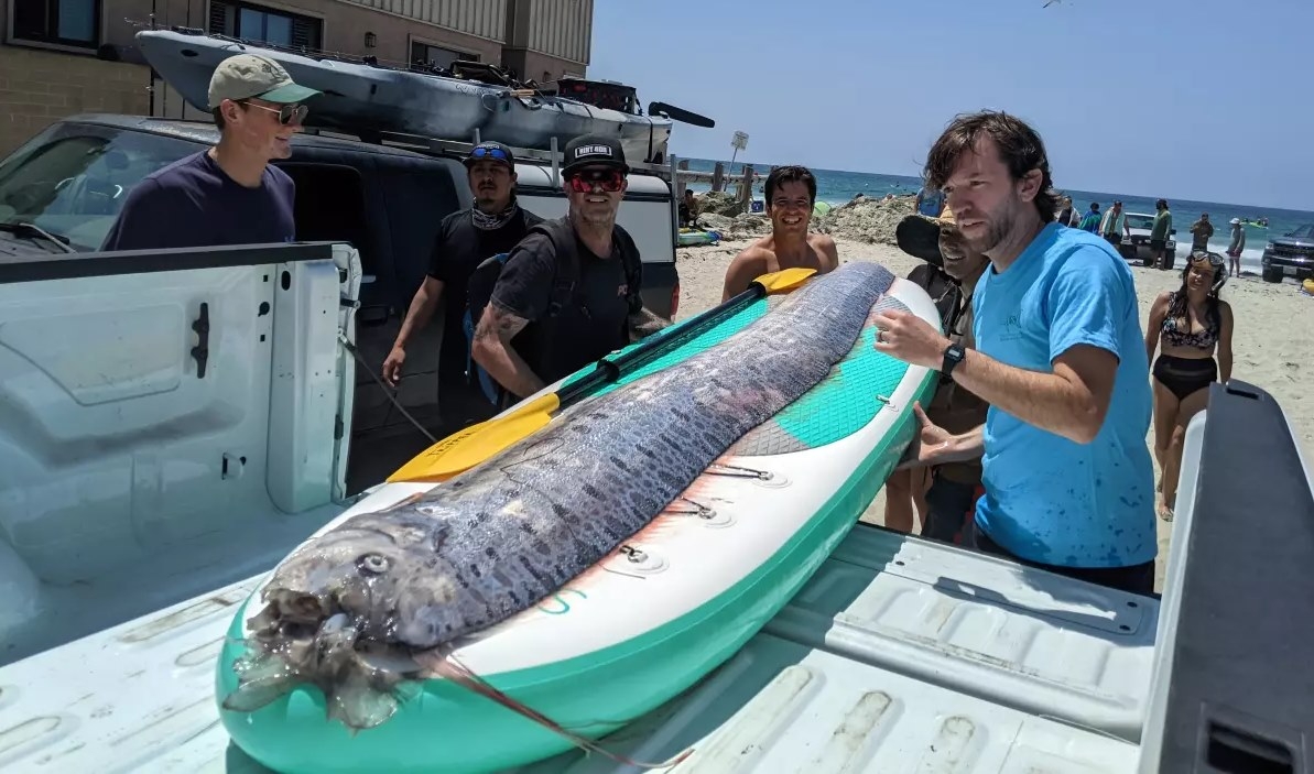 미 해양대기청(NOAA) 연구소로 이송 중인 산갈치 모습