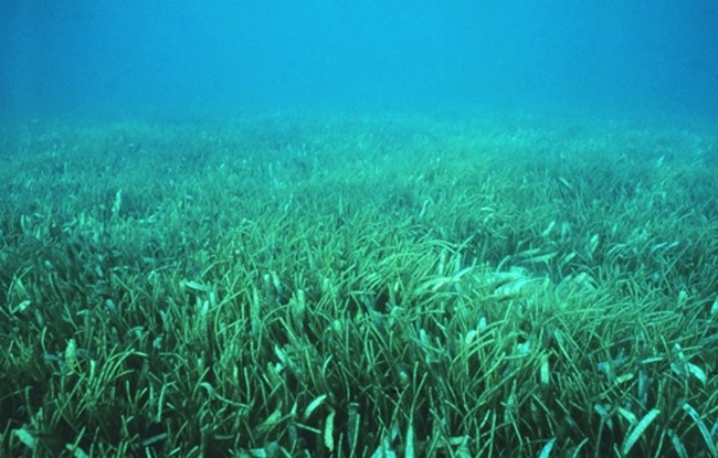 플로리다 사주 국립 해양 보호 구역에서 촬영한 해초 목초지. 사진=NOAA